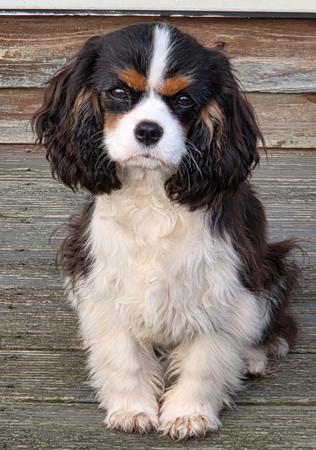 Barakah Celestial Cavalier King Charles Spaniel