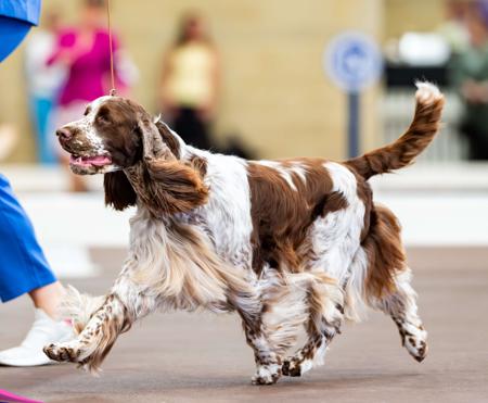 English Springer Spaniel for sale by BRIABRAE