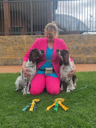 English Springer Spaniel for sale by BRIABRAE