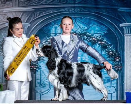 English Springer Spaniel for sale by BRIABRAE