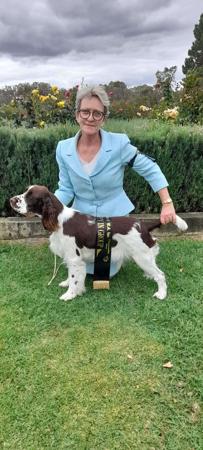 English Springer Spaniel for sale by BRIABRAE