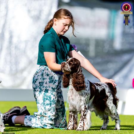 English Springer Spaniel for sale by BRIABRAE