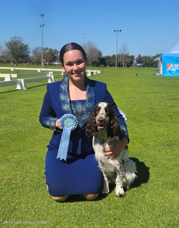English Springer Spaniel for sale by BRIABRAE