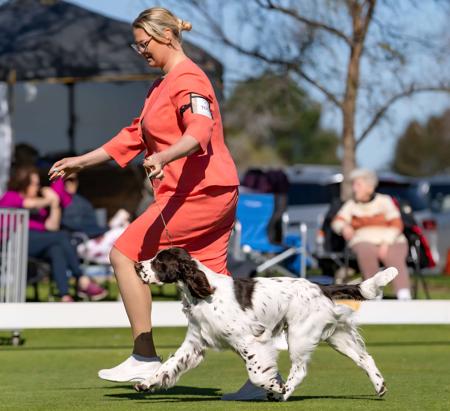 English Springer Spaniel for sale by BRIABRAE