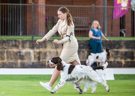 English Springer Spaniel dog for sale by JACKSONWILSONWESTNE
