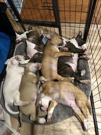 Bull Terrier for sale by BULLARMINE