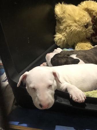Bull Terrier for sale by BULLARMINE