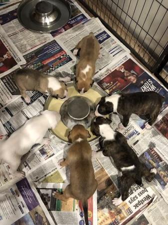 Bull Terrier for sale by BULLARMINE