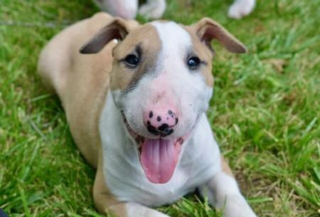 Bull Terrier for sale by BULLARMINE