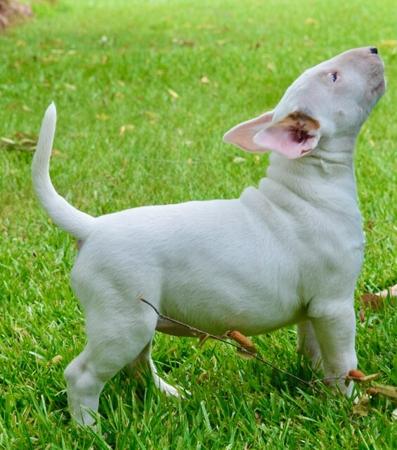 Bull Terrier for sale by BULLARMINE