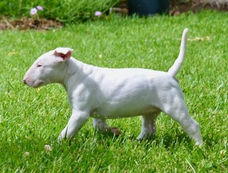 Bull Terrier for sale by BULLARMINE