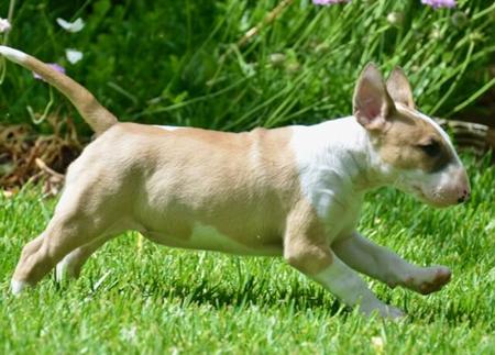 Bull Terrier for sale by BULLARMINE