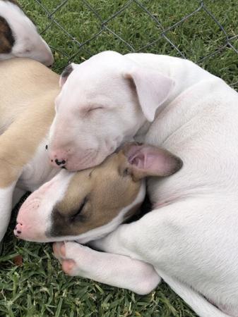 Bull Terrier for sale by BULLARMINE