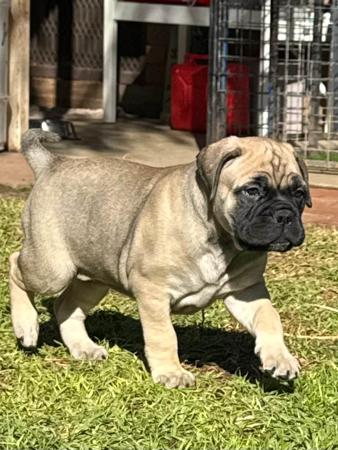 Bullmastiff for sale by BULLWHISKEY