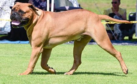 Bullmastiff for sale by BULLWHISKEY