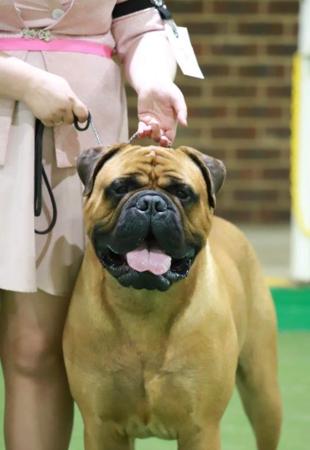Bullmastiff for sale by BULLWHISKEY