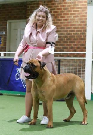 Bullmastiff for sale by BULLWHISKEY