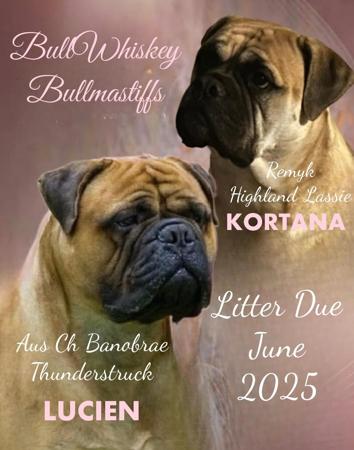 Bullmastiff for sale by BULLWHISKEY