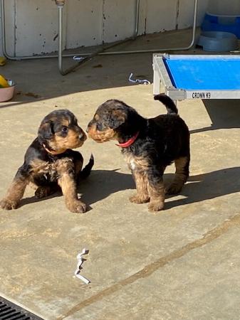 Airedale Terrier puppy for sale by K9AIRE61