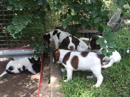 English Springer Spaniel for sale by THORNFIELD