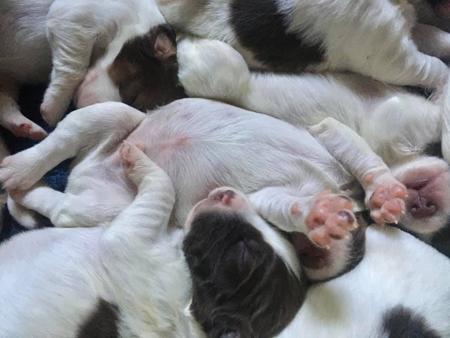 English Springer Spaniel for sale by THORNFIELD