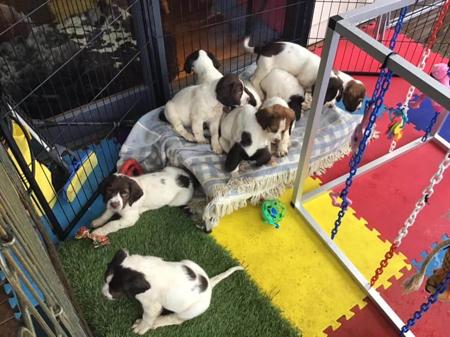 English Springer Spaniel for sale by THORNFIELD