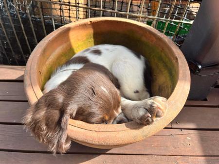 English Springer Spaniel for sale by THORNFIELD
