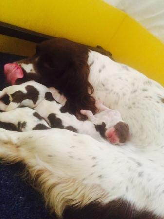 English Springer Spaniel for sale by THORNFIELD