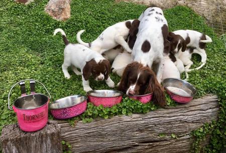 English Springer Spaniel for sale by THORNFIELD