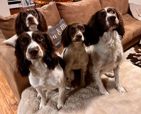 English Springer Spaniel for sale by THORNFIELD