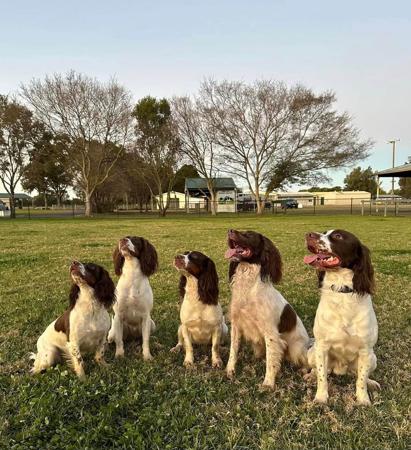English Springer Spaniel for sale by THORNFIELD