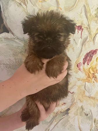 Griffon Bruxellois puppy for sale by MELTONACRES