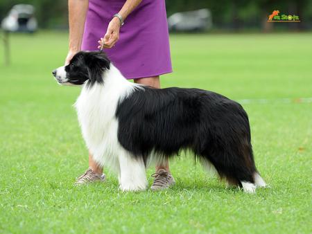 Border Collie for sale by ABBYMOR