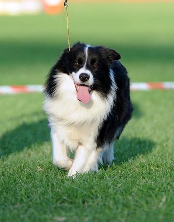 Border Collie for sale by ABBYMOR