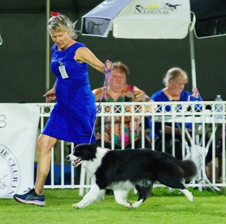 Border Collie for sale by ABBYMOR