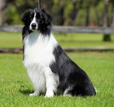 Border Collie for sale by ABBYMOR