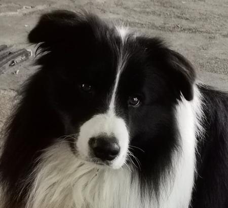 Border Collie for sale by YPOOJQLDHHHCOMAU