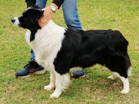 Australian Champion Abbymor Miss Sugar Shot Border Collie