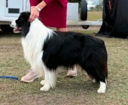 Aust Ch Abbymor Mister Lucky Shot Border Collie