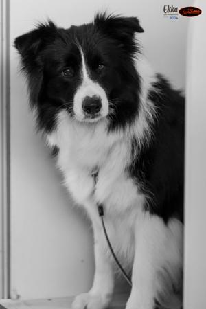 Aust Ch Abbymor Little Miss Sunshine Border Collie