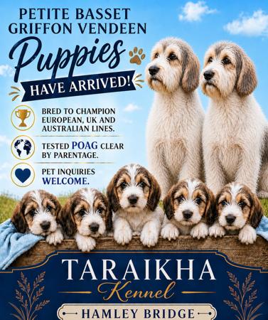 Petit Basset Griffon Vendeen puppy for sale by TARAIKHA