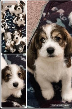 Petit Basset Griffon Vendeen puppy for sale by GUNNY2003