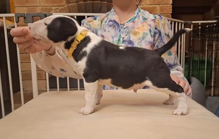 Bull Terrier (Miniature) for sale by LETETI