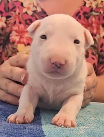 Bull Terrier (Miniature) for sale by LETETI