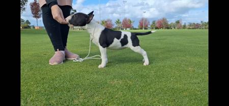 Bull Terrier (Miniature) for sale by LETETI
