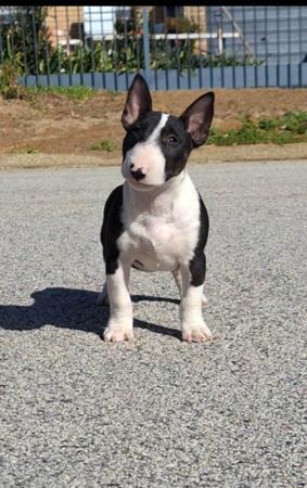 Bull Terrier (Miniature) for sale by LETETI