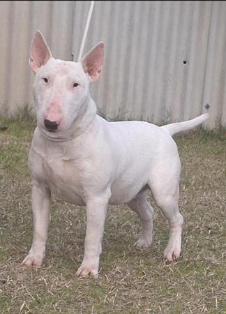 Bull Terrier (Miniature) for sale by LETETI