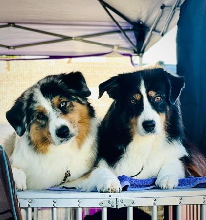 Australian Shepherd for sale by MADMIESTA