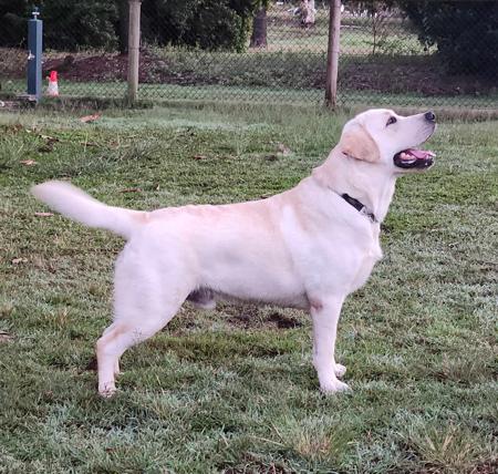 Labrador Retriever for sale by MAHELU
