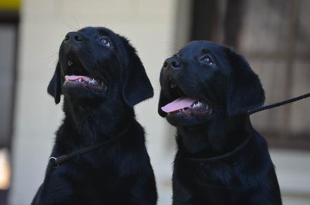 Labrador Retriever for sale by MAHELU